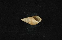流紋蜷藏品圖，第4張